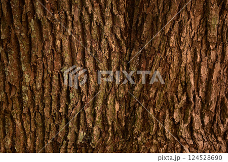 樹皮のアップ 124528690