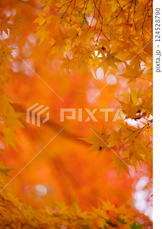 2024年京都・和束・正法寺の紅葉 124528790