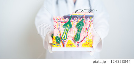Dermatologist hand holding anatomy model of human skin with hair. Skin disease and Hair loss. Health care, Melanoma and skin cancer, Insurance, Dermatology treatment and Beauty consultation clinic 124528844