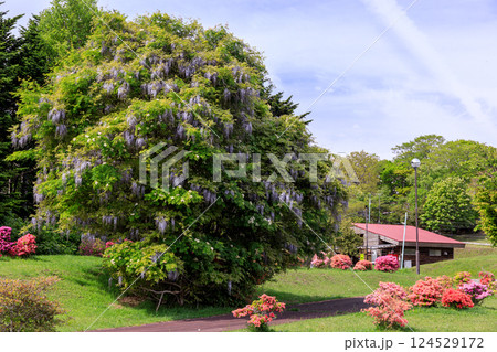 北海道新冠町、判官館森林公園で降り注ぐように咲くフジの大木【5月】 124529172