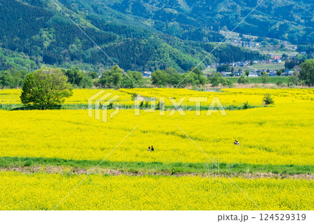 飯山市・常盤菜の花畑 飯山市・常盤菜の花畑 124529319