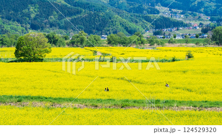 飯山市・常盤菜の花畑 飯山市・常盤菜の花畑 124529320