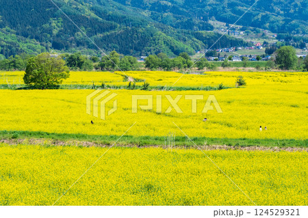 飯山市・常盤菜の花畑 飯山市・常盤菜の花畑 124529321