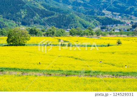 飯山市・常盤菜の花畑 飯山市・常盤菜の花畑 124529331