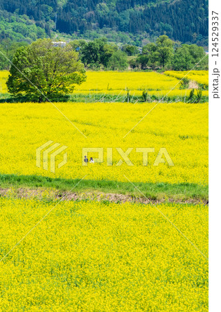 飯山市・常盤菜の花畑 124529337