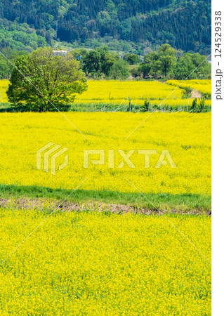 飯山市・常盤菜の花畑 124529338