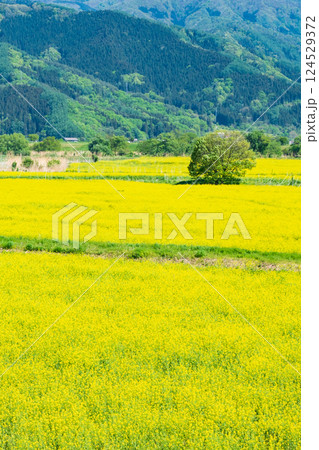 飯山市・常盤菜の花畑 124529372