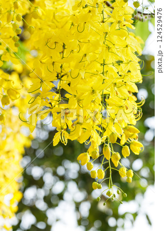 Golden shower tree cheerful blooming in natural park. Cassia fistula. 124529476