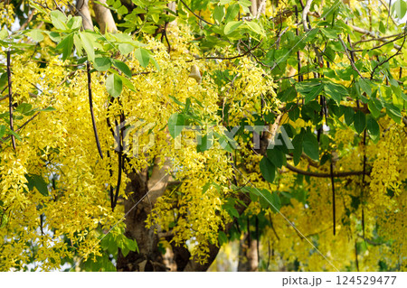 Golden shower tree cheerful blooming in natural park. Cassia fistula. 124529477