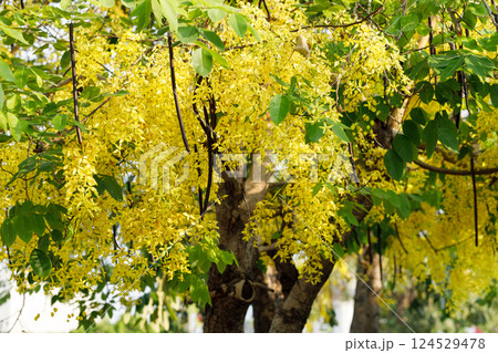 Golden shower tree cheerful blooming in natural park. Cassia fistula. 124529478
