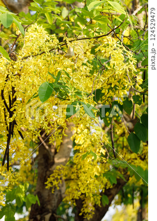Golden shower tree cheerful blooming in natural park. Cassia fistula. 124529479
