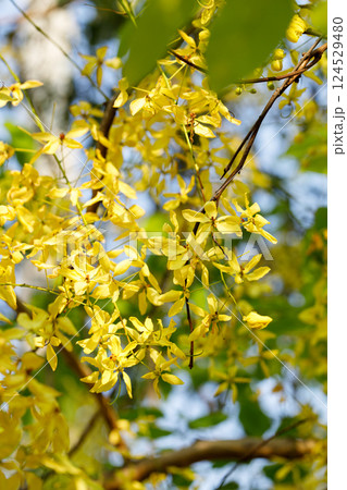 Golden shower tree cheerful blooming in natural park. Cassia fistula. 124529480