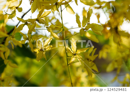 Golden shower tree cheerful blooming in natural park. Cassia fistula. Golden shower tree cheerful blooming in natural park. Cassia fistula. 124529481