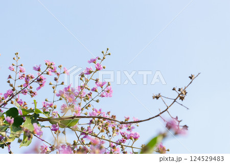 Queens Flower or Inthanin flower in Thailand, Queens crape myrtle, Pride of India, Jarul, banaba plant, Lagerstroemia speciosa, cheerful blooming in park. Queens Flower or Inthanin flower in Thailand, Queens crape myrtle, Pride of India, Jarul, banaba plant, Lagerstroemia speciosa, cheerful blooming in park. 124529483