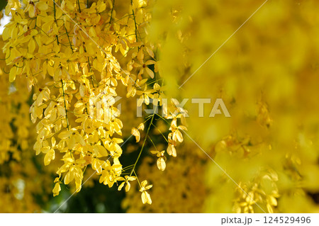 Golden shower tree cheerful blooming in natural park. Cassia fistula. 124529496