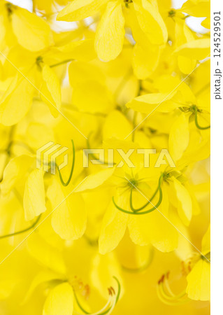 Golden shower tree cheerful blooming in natural park. Cassia fistula. 124529501
