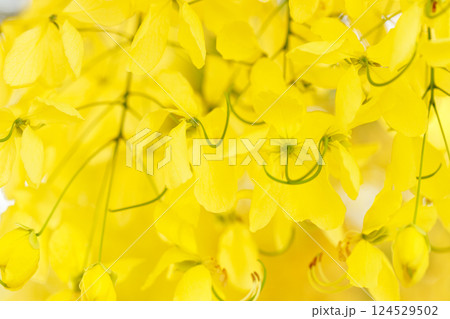 Golden shower tree cheerful blooming in natural park. Cassia fistula. Golden shower tree cheerful blooming in natural park. Cassia fistula. 124529502