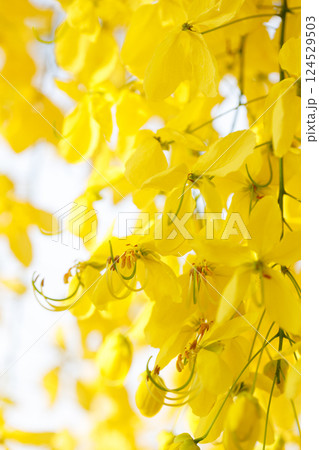 Golden shower tree cheerful blooming in natural park. Cassia fistula. Golden shower tree cheerful blooming in natural park. Cassia fistula. 124529503