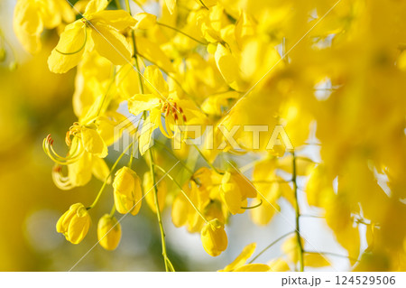 Golden shower tree cheerful blooming in natural park. Cassia fistula. Golden shower tree cheerful blooming in natural park. Cassia fistula. 124529506