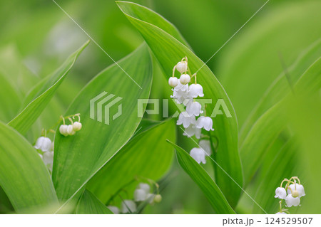 北海道平取町、芽生すずらん群生地で咲く野生のすずらん【5月】 124529507