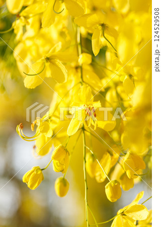Golden shower tree cheerful blooming in natural park. Cassia fistula. 124529508