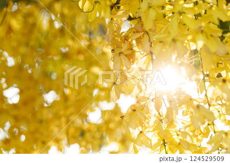 Golden shower tree cheerful blooming in natural park. Cassia fistula. 124529509