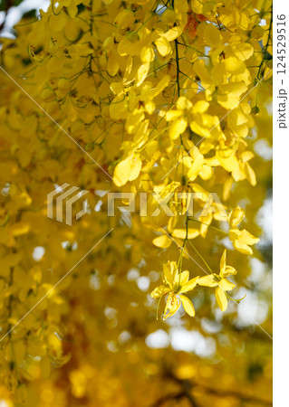 Golden shower tree cheerful blooming in natural park. Cassia fistula. Golden shower tree cheerful blooming in natural park. Cassia fistula. 124529516