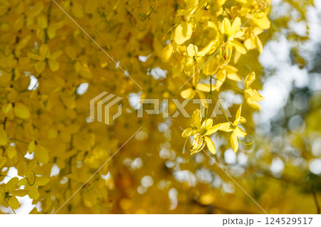 Golden shower tree cheerful blooming in natural park. Cassia fistula. Golden shower tree cheerful blooming in natural park. Cassia fistula. 124529517