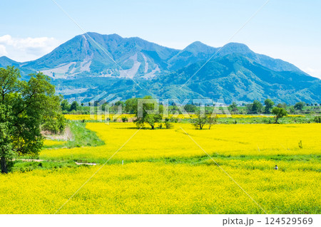 飯山市・常盤菜の花畑 124529569