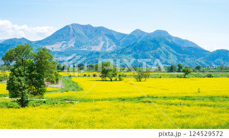飯山市・常盤菜の花畑 124529572