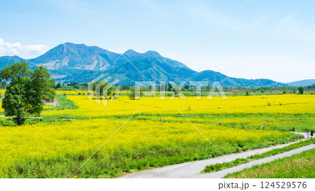 飯山市・常盤菜の花畑 飯山市・常盤菜の花畑 124529576