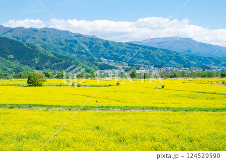 飯山市・常盤菜の花畑 飯山市・常盤菜の花畑 124529590
