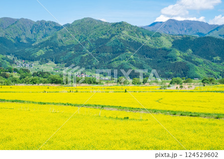 飯山市・常盤菜の花畑 飯山市・常盤菜の花畑 124529602