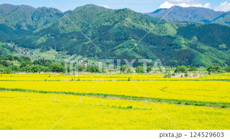 飯山市・常盤菜の花畑 124529603