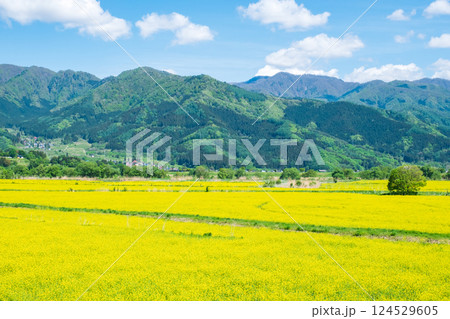 飯山市・常盤菜の花畑 124529605