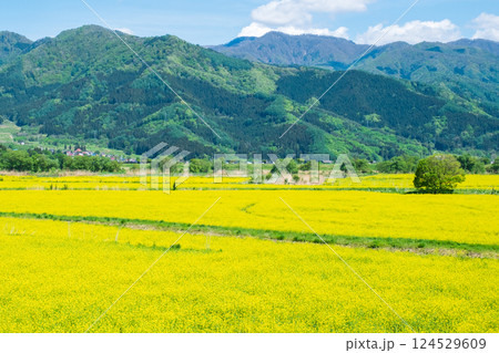 飯山市・常盤菜の花畑 124529609