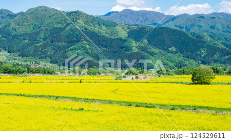 飯山市・常盤菜の花畑 124529611