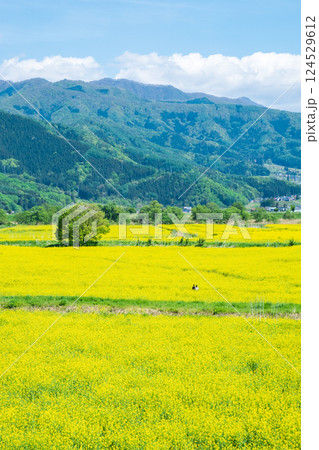 飯山市・常盤菜の花畑 124529612