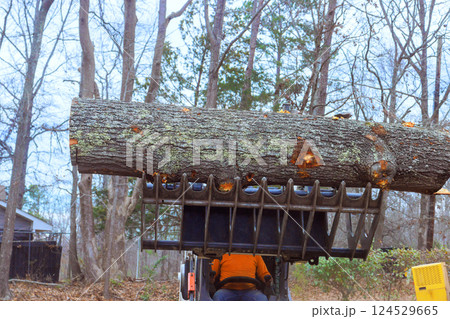 Tractor lifts large log with grapple attachment in forested area on during deforestation 124529665
