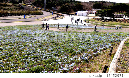 国営ひたち海浜公園 みはらしの丘 国営ひたち海浜公園 みはらしの丘 124529714