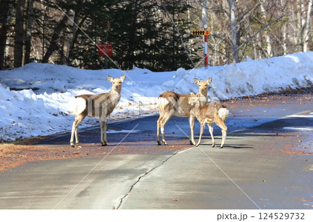 早春　舗装道路を進む　エゾシカの群れ 124529732