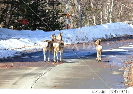 早春　舗装道路を進む　エゾシカの群れ 124529733