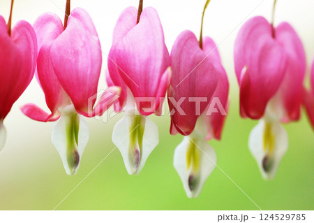 鈴鈴のような花が並んで咲く美しいケマン草のような花が並んで咲く美しいケマン草 鈴鈴のような花が並んで咲く美しいケマン草のような花が並んで咲く美しいケマン草 124529785
