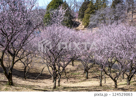 梅林の梅の花が咲く梅園 124529863