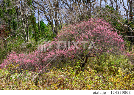 林の中に咲く桃色の花木 124529868