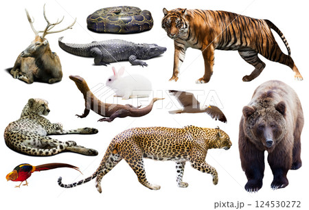asia animals isolated 124530272