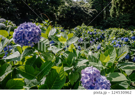 雨あがる明るい空の下、それぞれに華麗な花を咲かせる。 124530962