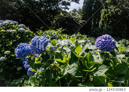 雨あがる明るい空の下、それぞれに華麗な花を咲かせる。 124530963