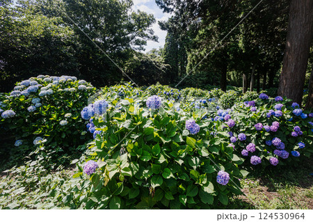 雨あがる明るい空の下、それぞれに華麗な花を咲かせる。 雨あがる明るい空の下、それぞれに華麗な花を咲かせる。 124530964