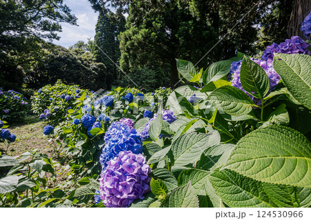 雨あがる明るい空の下、それぞれに華麗な花を咲かせる。 124530966